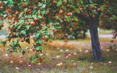 Low Hanging Fruit Definition – Best Keywords To Get Ranked Sooner